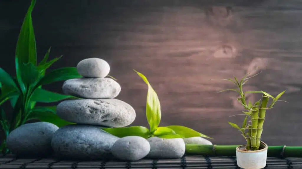 Feng shui bamboo | बांस का पौधा फेंगशुई कला