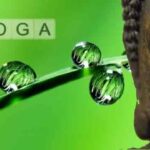 Yoga complete 101 | योग संपूर्ण विवरण