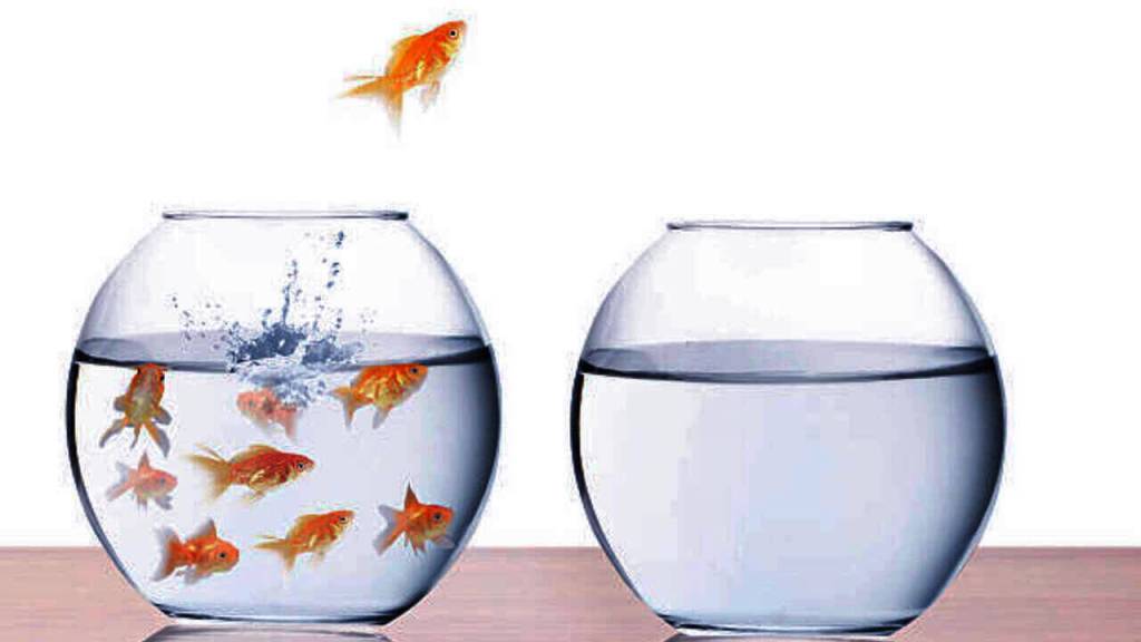 number-of-fishes-feng-shui