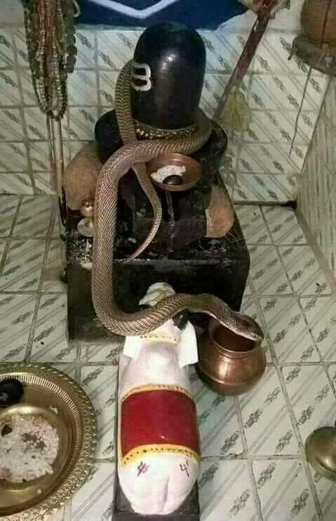 Snake on Shivling Wallpaper Pic