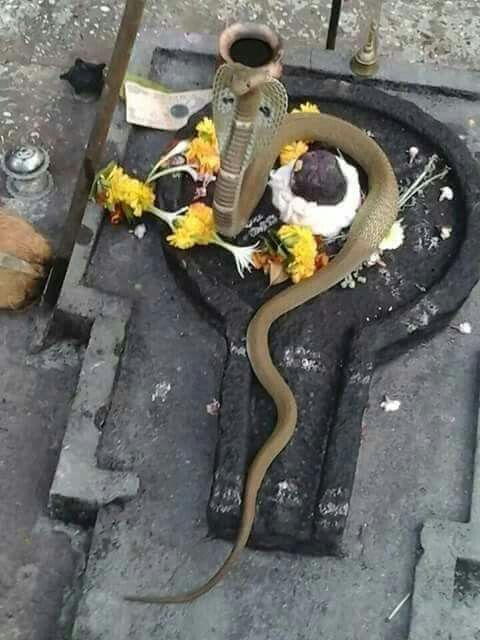 Shivling with Snake Image