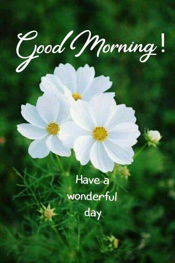 Image Quotes for Good Morning Wishes