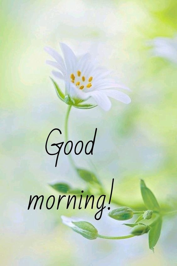 Natural Good Morning Photo Download Free