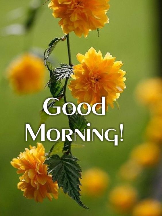 Nature Good Morning Photo HD Wishes