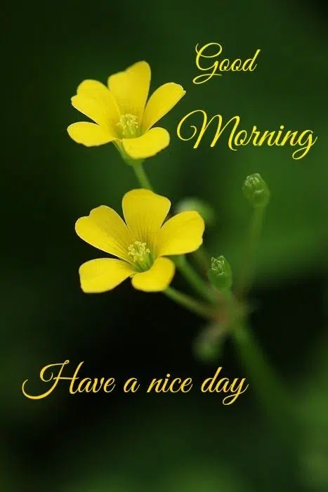 Nice Good Morning Yellow Flower Image Pic Download