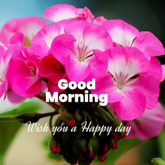 HD Pics of Good Morning Wishes Status for Whatsapp