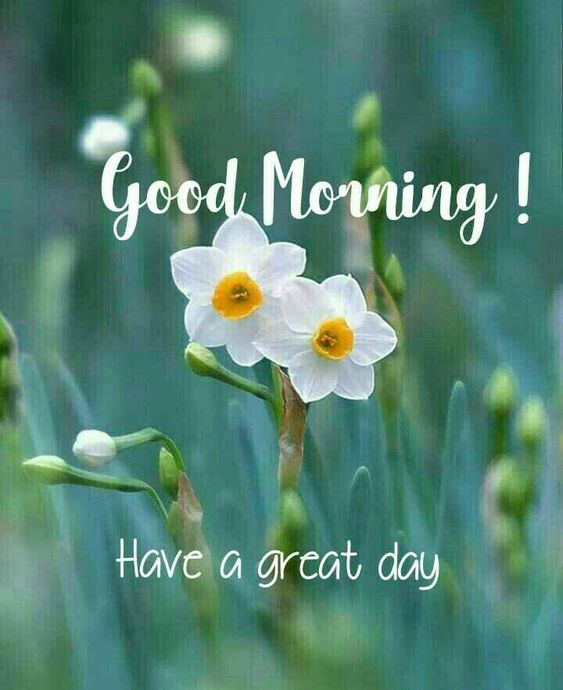 Good Morning Whatsapp Status DP Image Download