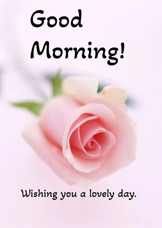 Good Morning Wishing Rose Wallpaper Image Free Download