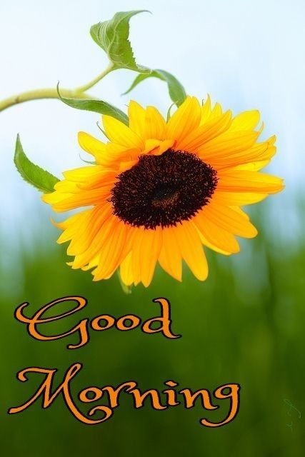 Good Morning Whatsapp Group Image Download