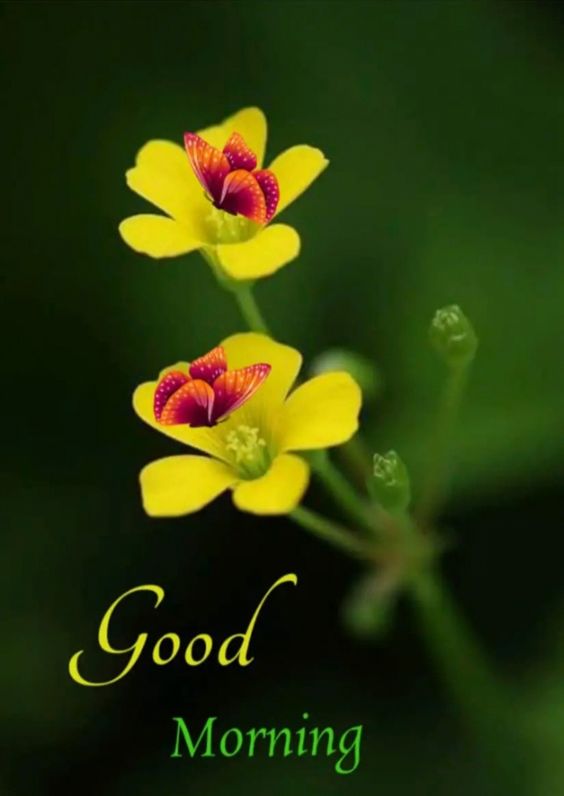 Good Morning Sweet Flower Quote Pic Download