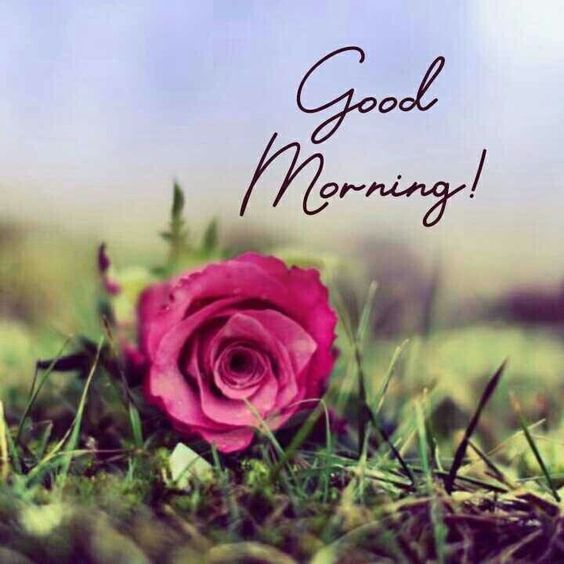 Good Morning Rose Pic DP Image HD Download