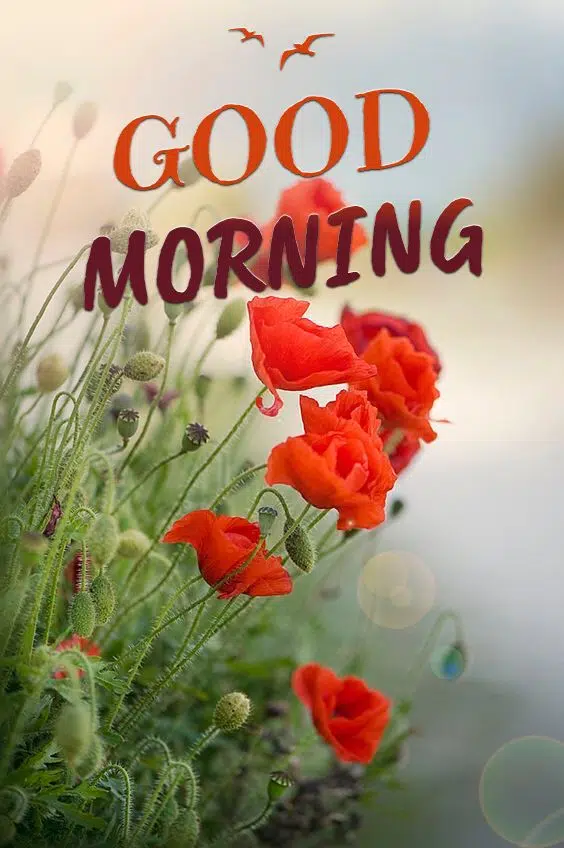 Good Morning Rose Wallpaper HD Image Download