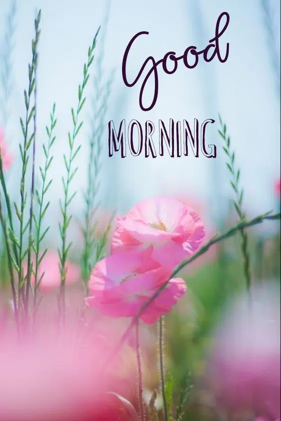 Good Morning Sunshine HD Pic Download