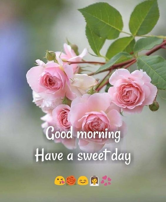 Good Morning Sweet Day Morning HD Wallpaper