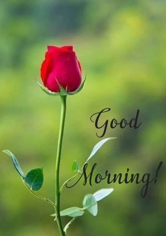 Good Morning Romantic Rose Image Free Download