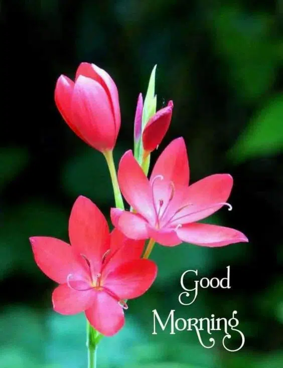 Good Morning Quotes Status Download in HD