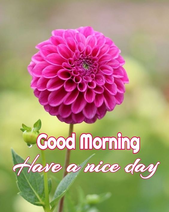 Good Morning Pic for Whatsapp Status