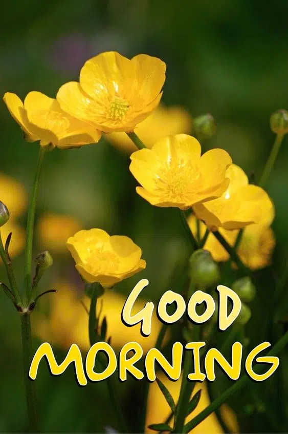Good Morning Pic with Blossom Flower HD Download
