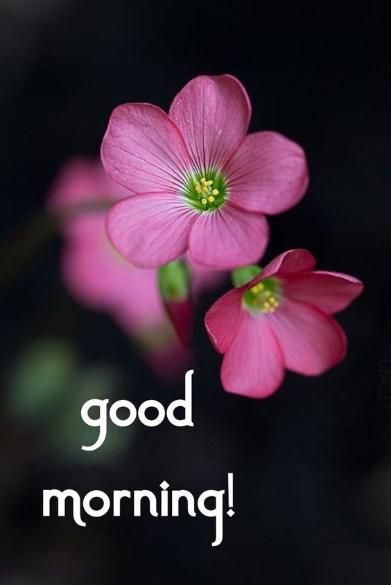 Good Morning Picture with Beautiful Flowers DP