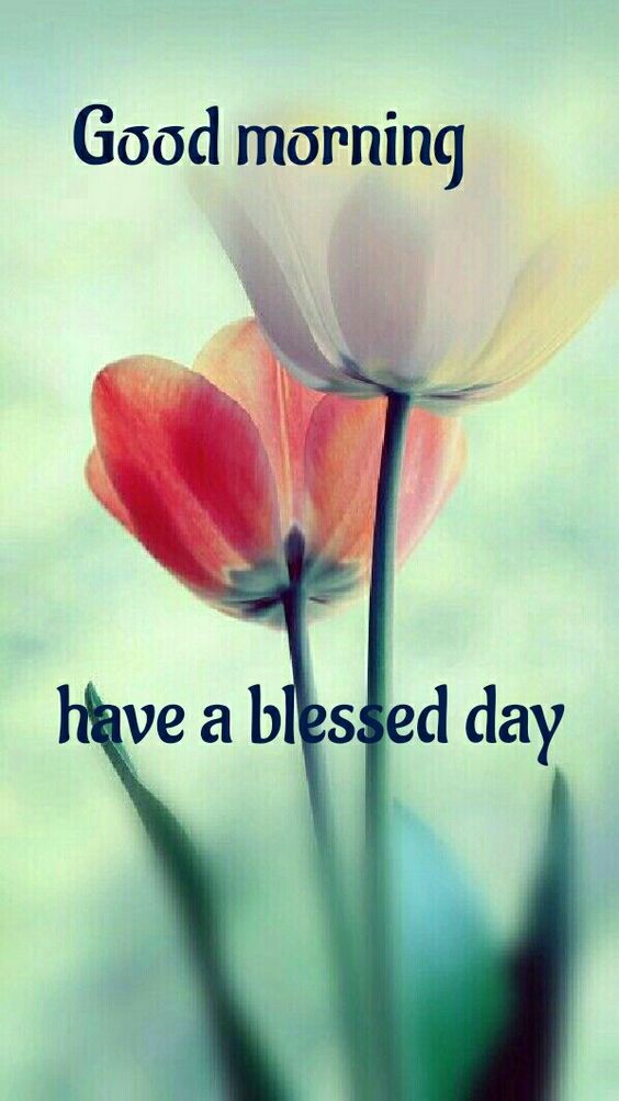 Good Morning Nice Day Wishes Pics Download in HD