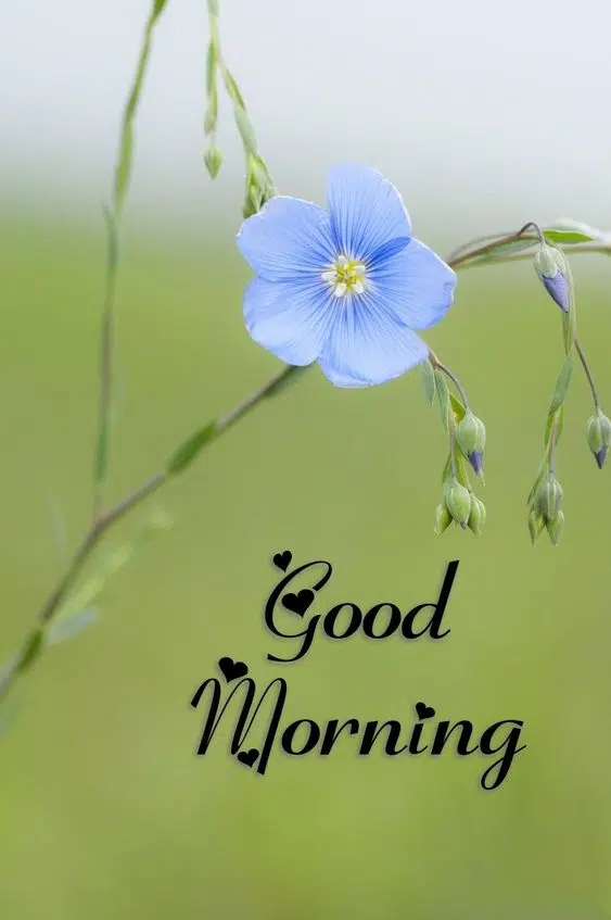 Good Morning Nature Love Image Download Free