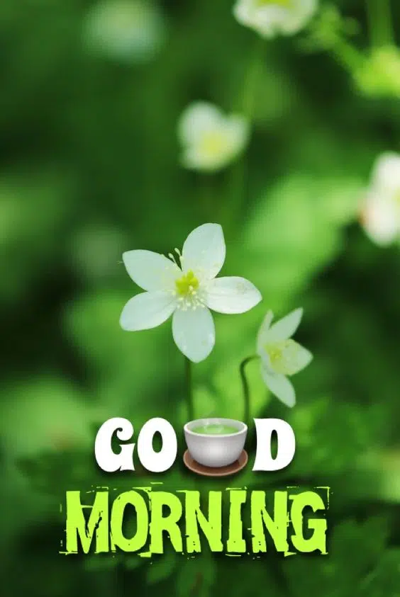 Good Morning Nature Image HD Download