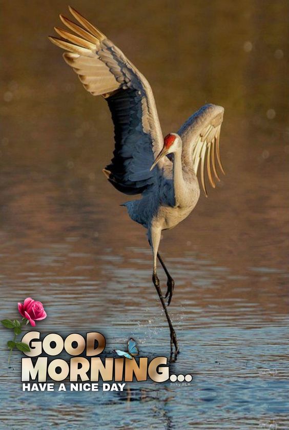 Good Morning Image Status Download