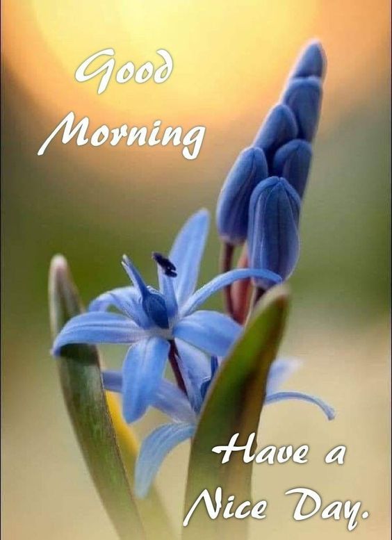 Good Morning Latest Image HD Download