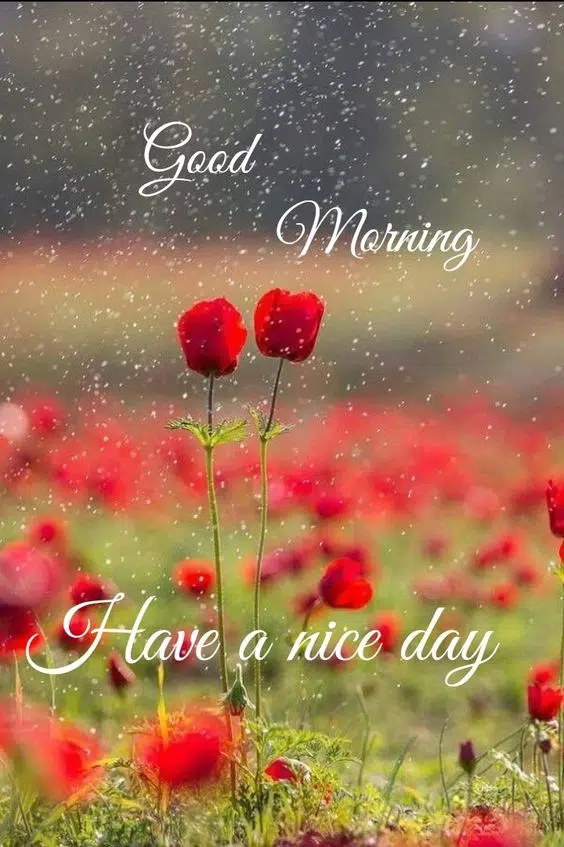 Good Morning Have A Nice Day Image Free Download