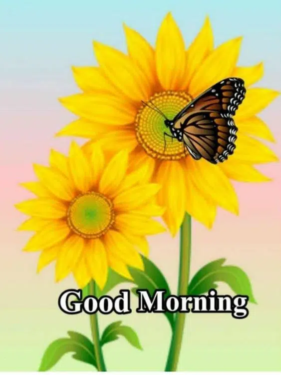 Good Morning Friends Image HD Wishes Download