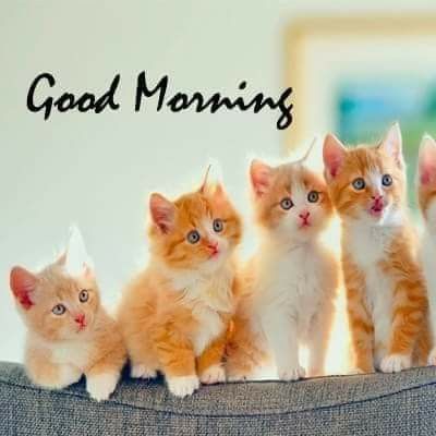Good Morning Cat Image Funny Free Download