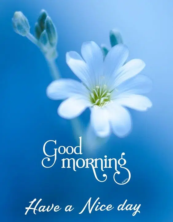Good Morning Amazing Quote Wishes Download