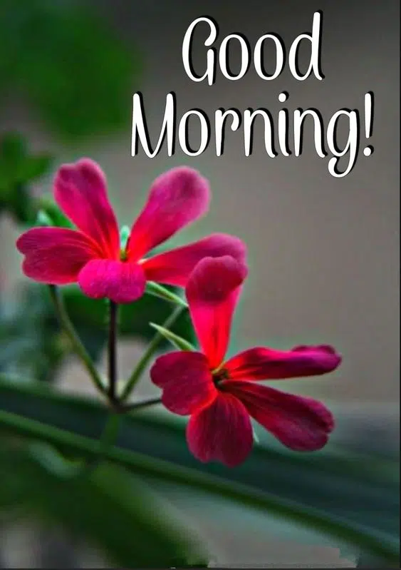 Friend Good Morning Wishes Quotes HD
