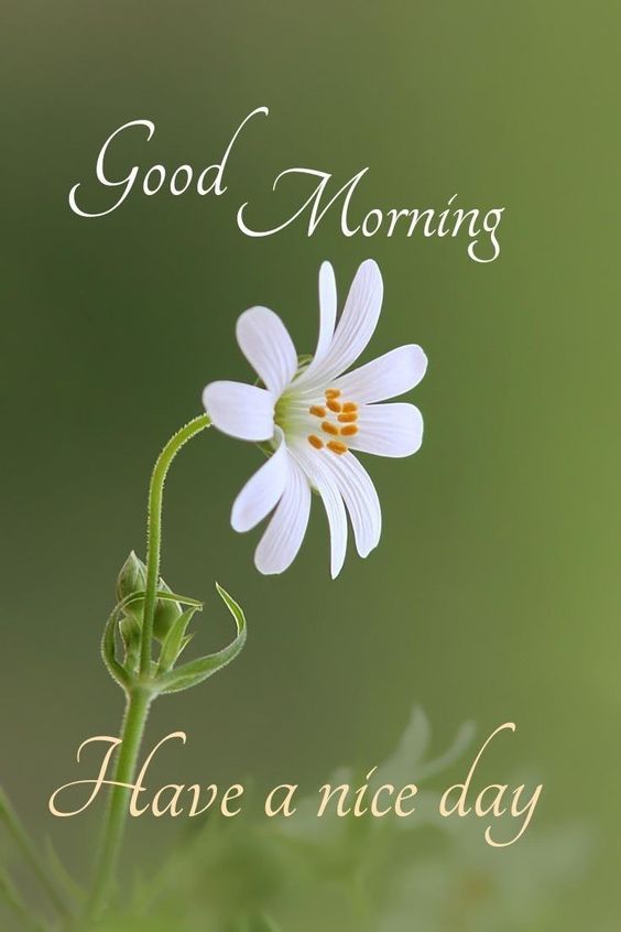 Best Image for Good Morning Quote Wishes