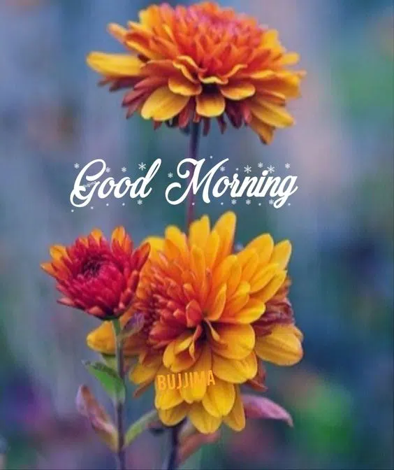 Awesome Pic of Good Morning Status hd Download