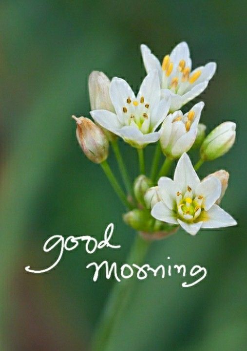 Best Good Morning Photo for Morning Status