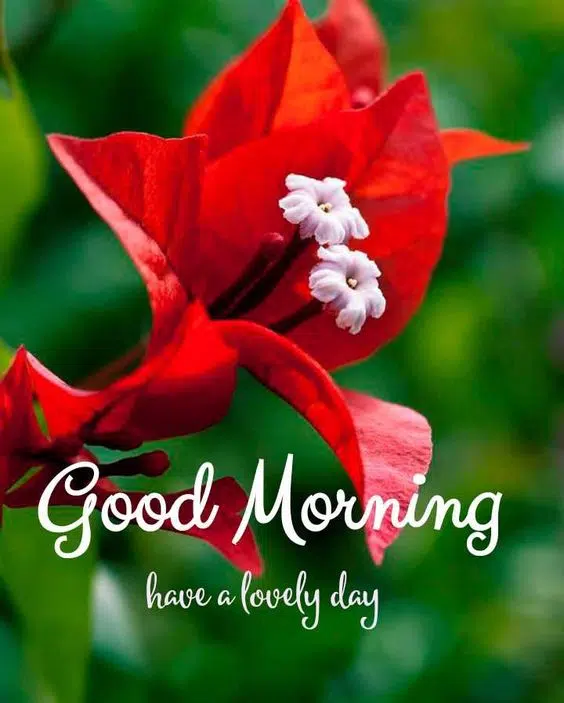 Top Good Morning Lovely Day Wishes Image Download